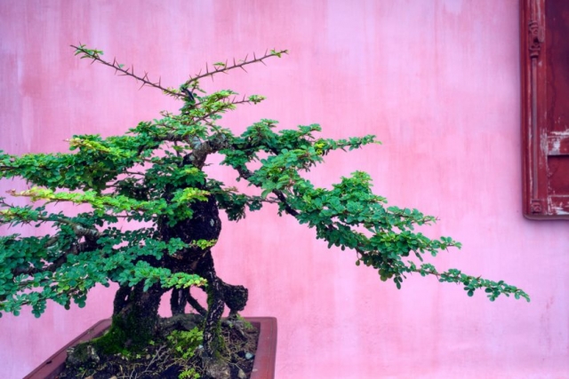 Bonsai style trees are popular in Vietnam; this example is inside the grounds of the Thien Mu Pagoda.
