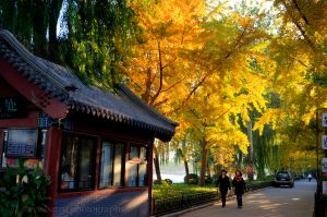 Houhai Autumn